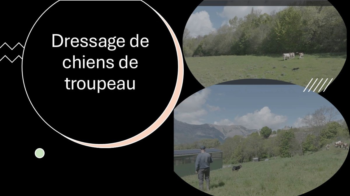 stages-de-conduite-de-chien-de-troupeau-printemps-2026-adfpa-05